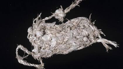 Con el tiempo, la colección de Hans Sloane formó la base del Museo de Historia Natural, inaugurado en 1881.