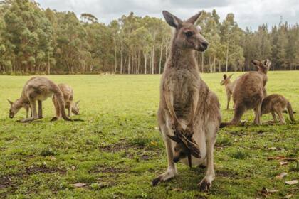 Con el tiempo los canguros se transformaron en un fenómeno turístico en el país de Oceanía