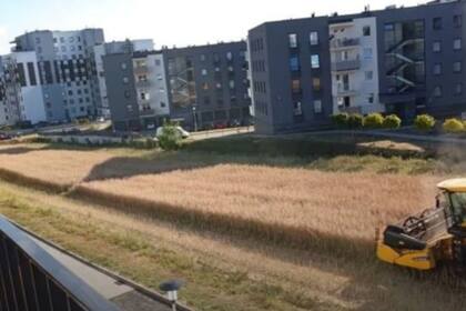 Con el tiempo, los vecinos aceptaron su presencia e incluso hoy esperan ansiosos el momento de la cosecha