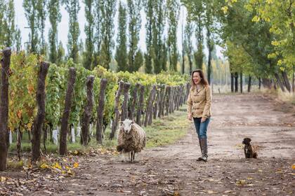 Con el viñedo Adrianna, en la zona de Tupungato Alto, la idea es hacer Gran Vins, que son vinos únicos e inolvidables