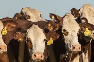 Aval de frigoríficos a un histórico cambio para la faena