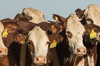 Aval en el sector frigorífico a un histórico cambio para la faena