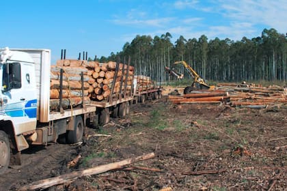 Con esta inversión, la compañía inversora se convirtió en la empresa más grande en la industria forestal del país