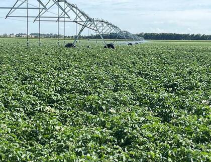 “Con esta nueva variedad se le garantizará al productor buen rendimiento y sanidad”, aseguró Federico González Ocantos, de Tecnoplant, y agregó que “además, mejorarán la eficiencia sanitaria ya que ambos virus (el PVY y el PLRV) son muy difíciles de controlar mediante aplicación de agroquímicos”