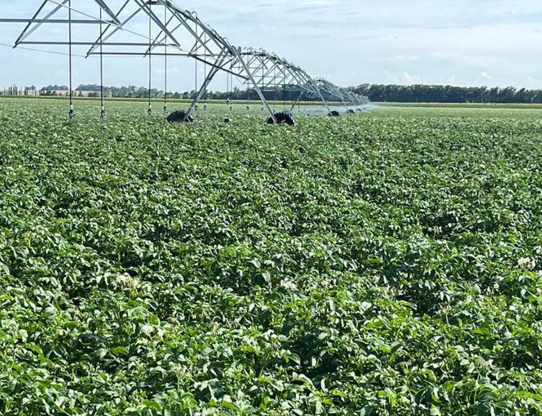 Tecnoplant y Conicet anuncian desarrollo de una nueva variedad de papa con doble resistencia a virus