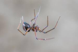 Con este truco casero podés mantener a las arañas alejadas de tu hogar