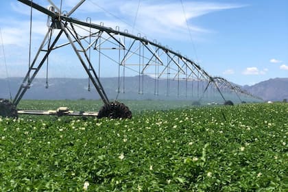 Con este sistema se pueden irrigar diferentes cultivos como la papa, cebolla, maíz, soja y algodón