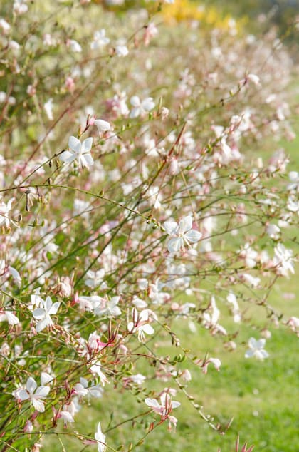 Con Gaura lindheimeri, una floración liviana, danzante, que recuerda a mariposas blancas suspendidas en el aire