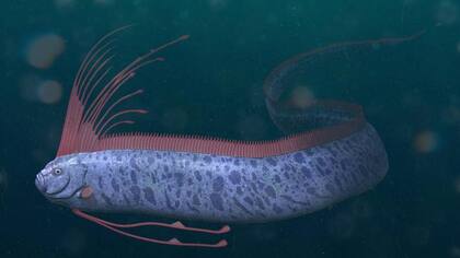 Con hasta 17 metros de longitud, el pez remo es el pez óseo más largo del mundo (Foto: iStock)