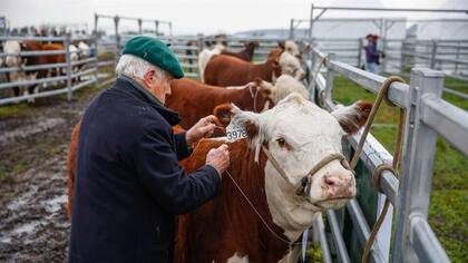 Con Hereford, un apasionado de la raza