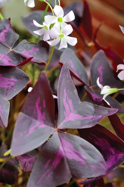 Con hojas en forma de mariposa, la Oxalis triangularis requiere luminosidad alta, dejar secar entre riego y riego, y un sustrato poco exigente.