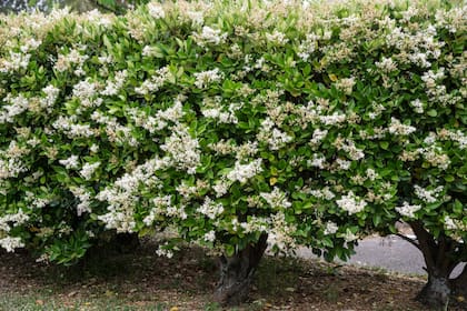 Con hojas verde brillante y flores de un amarillo lechoso, el Ligustrum japonicum 'Texanum' alcanza entre 1,5 y 3 metros de altura.