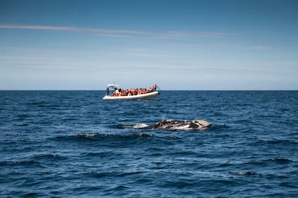 Con Hydro Sport se puede hacer avistaje de ballenas en Puerto Pirámides