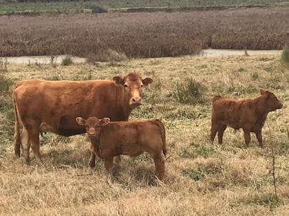 Con información de seis millones de hectáreas y tres millones de cabezas de ganado, armaron una comunidad digital para así potenciar los datos de los productores agropecuarios