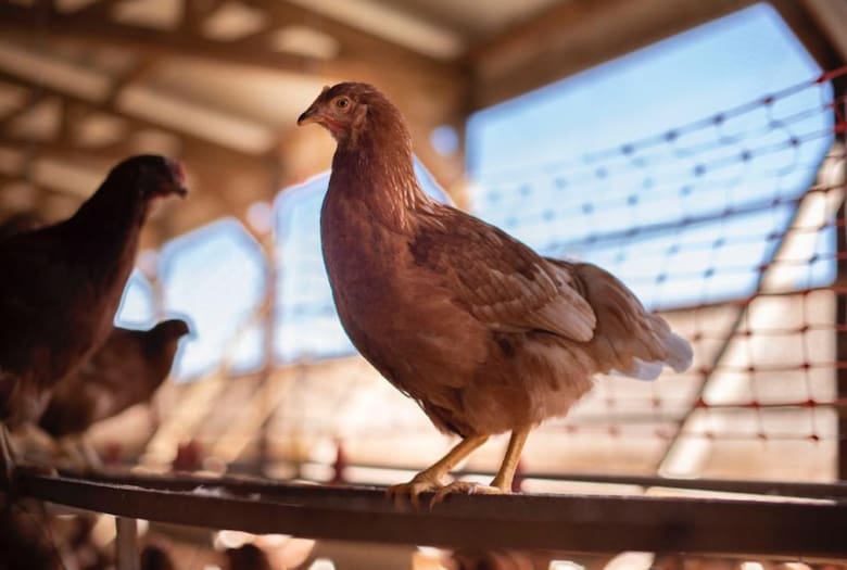 El productor santafesino que impulsó el protocolo para gallinas libres de jaula y revoluciona la avicultura argentina