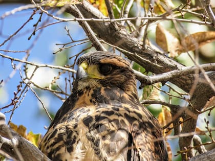 Con la calma y el poco movimiento en la Ciudad, aparecieron los gavilanes mixtos y los halcones peregrinos.