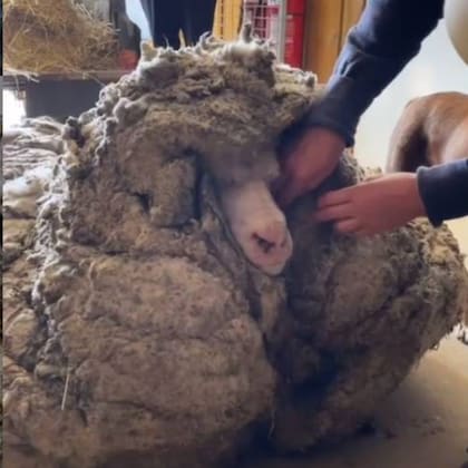 Con la lana que le sacaron a Baarack se pueden tejer entre 35 y 40 pulloveres