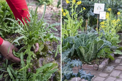Con la larga cuarentena, los argentinos pudieron experimentar con la huerta un ciclo completo de siembra, desarrollo y cosecha de vegetales.
