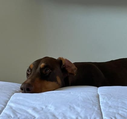 Con la mirada, los perros leen el lenguaje corporal de los humanos para conocer el estado de ánimo y tratar de anticiparse a nuestros movimientos (Foto: La Nación)