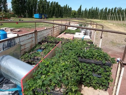 Con la nueva máquina redujeron el tiempo de cosecha en un 85%