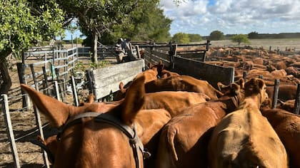 Con la nueva norma del Senasa, los productores podrán elegir veterinarios privados acreditados