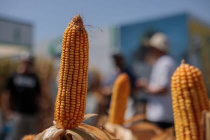 Con la plataforma Cropwise los productores pueden crear prescripciones de manejo específico para maíz y girasol
