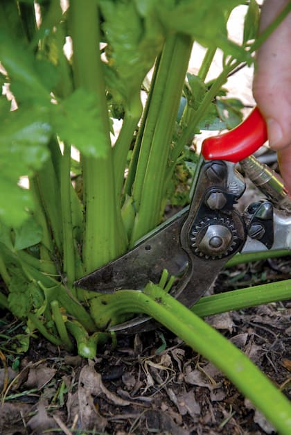 Con la primavera, los jardines explotan en color… y también en sabor