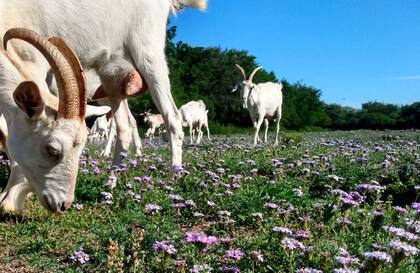 Con la producción hacen quesos. Poseen 13 cabras