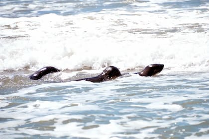 Con la satisfacción de volver a "casa", los tres lobos marinos se abren paso entre las primeras olas