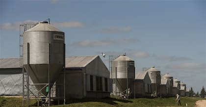 Con la última tecnología: los galpones se construyeron gracias a los créditos blandos otorgados para impulsar la avicultura