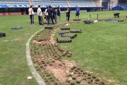 Con la venta de plantines Boca recaudó poco más de U$S 300.000