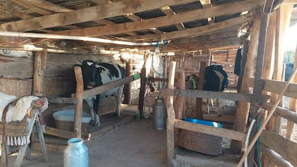 En la Patagonia: ordeñando a mano, comenzó con tres vacas lecheras y hoy hace un queso que es furor 28 Con los años, el viejo galpón de ordeñe fue reacondicionado y dejó de tener piso de tierra para pasar a cemento