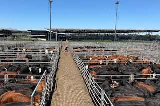 Demanda tranquila y precios en baja en el Mercado Agroganadero de Cañuelas
