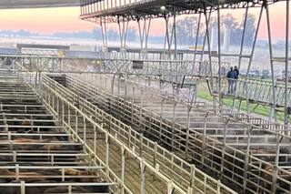 Tres remates especiales en el Mercado Agroganadero de Cañuelas