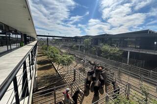 Demanda tranquila y precios en baja en el Mercado Agroganadero de Cañuelas