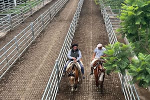 Oferta moderada y precios con bajas en el Mercado Agroganadero de Cañuelas