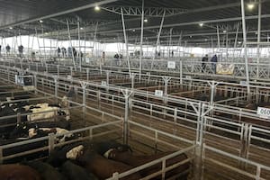 Oferta moderada y precios con bajas en el Mercado Agroganadero de Cañuelas