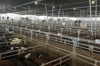 Oferta moderada y precios con bajas en el Mercado Agroganadero de Cañuelas