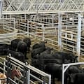 Oferta moderada y precios con altibajos en el Mercado Agroganadero de Cañuelas