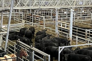 Oferta moderada y precios con altibajos en el Mercado Agroganadero de Cañuelas