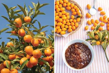 Con los quinotos, además de mermeladas, se pueden hacer chutneys, budines y almíbares.