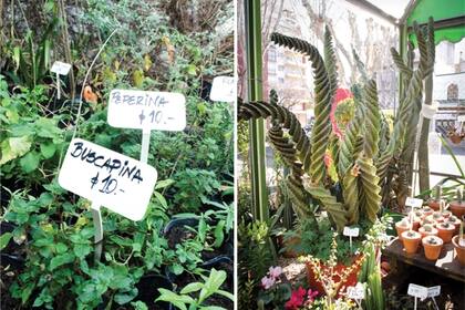 Con madera balsa y pintura de pizarrón te podés armar tus propias estaquitas para macetas