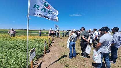 Con más de 200 variedades inscritas cada año en 32 países, entre los cultivos que abarca se encuentran el maíz, girasol, sorgo, gramíneas y leguminosas forrajeras, trigo duro, trigo blando, triticales, cebada, soja, arveja y colza, entre otros