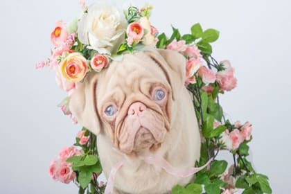 Los perros pug son tan populares que incluso tienen sus propias redes sociales, manejadas por sus dueños