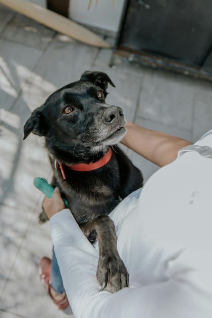 Con medidas simples de prevención, los tutores pueden reducir el riesgo de que sus perros se pierdan