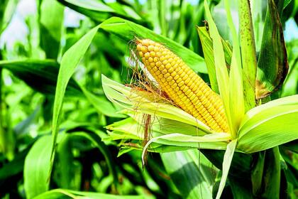 Con menos presión tributaria, en el gobierno anterior se expandió el maíz