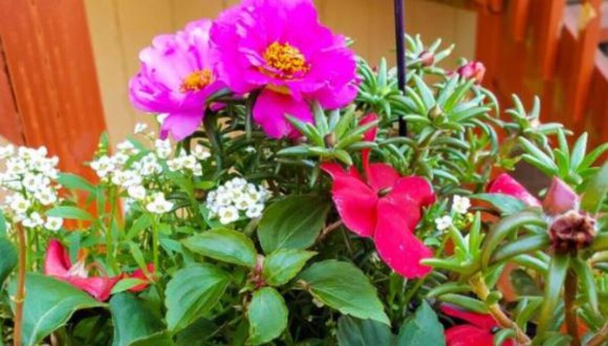 ¿Sos capaz de encontrar a la rana escondida entre las plantas en 10 ...