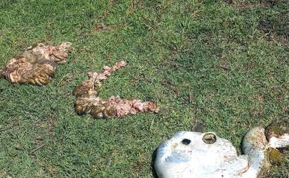 Con mucha tranquilidad, los degollaron, les sacaron las vísceras y las patas y manos, los cagaron en la caja de las camionetas y se fueron sin dejar rastros, al parecer