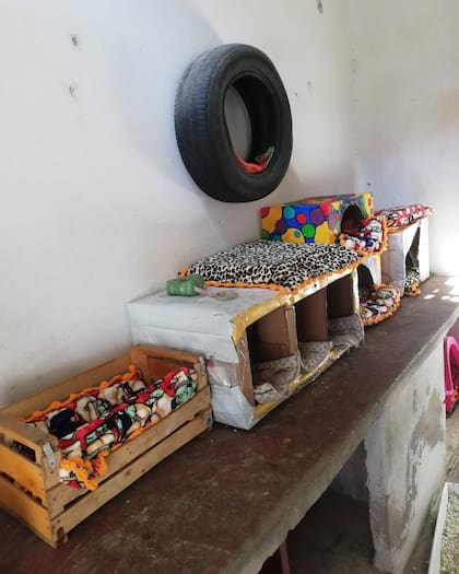 Con mucho esfuerzo, Verónica fue haciendo mejoras en el espacio donde vivían los gatos de la colonia.