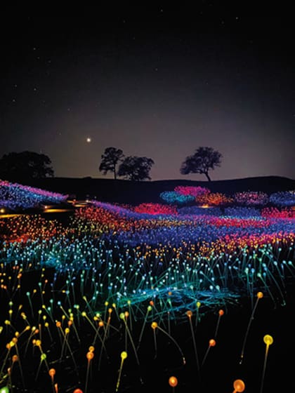 Con oscuridad plena, los robles se recortan en el horizonte con los vibrantes colores de las luces a sus pies
